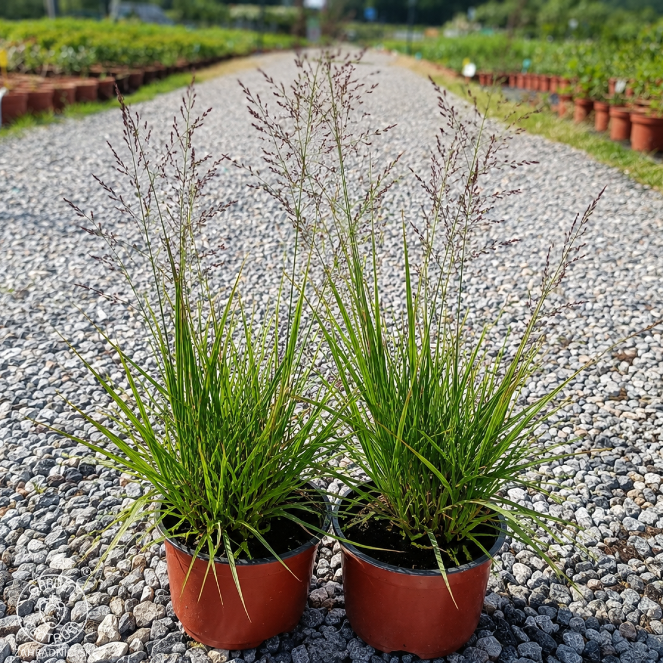 Obrázok Bezkolenec modrý (Molinia caerulea) ‘EDITH DUDSZUS’ -kont. C1,5L